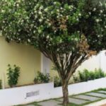 murta-730x480