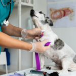 20250925_143303_original_1581_CAPA_Sa_de_dos_pets_TJMS_determina_atendimento_veterin_rio._1