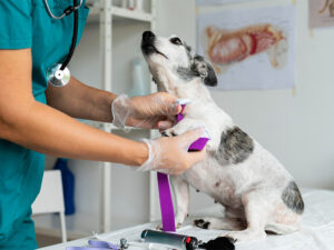 20250925_143303_original_1581_CAPA_Sa_de_dos_pets_TJMS_determina_atendimento_veterin_rio._1