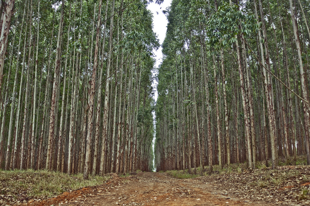 14-Eucalyptus-plantation-green-desert-Cássio-Abreu-on-flickr